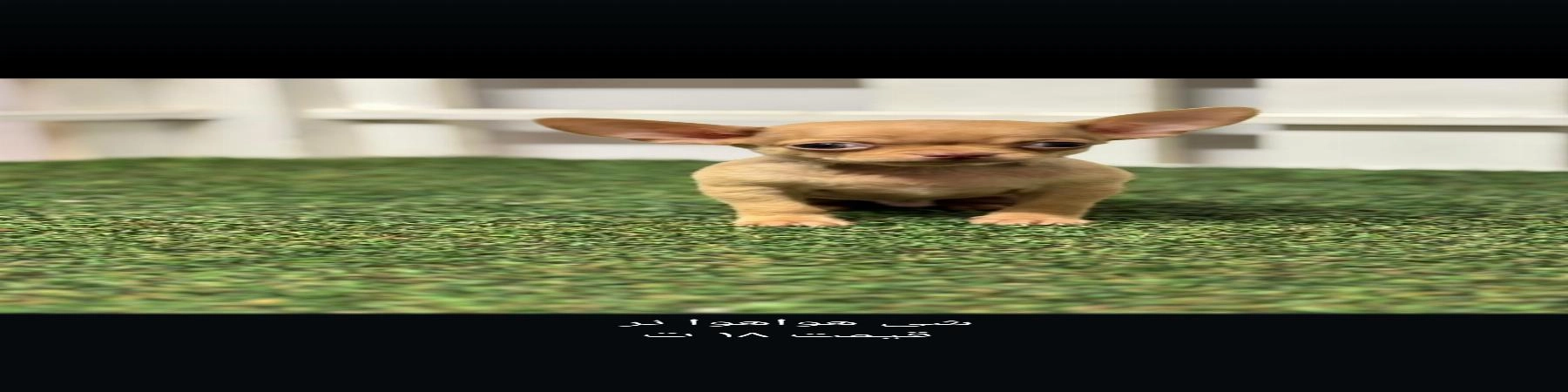 فیدولند